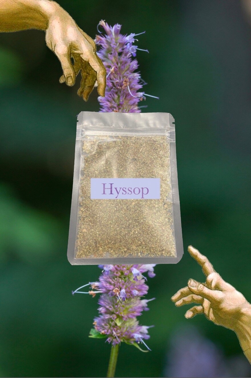 🌿Hyssop神香草 牛膝草 基 底 草