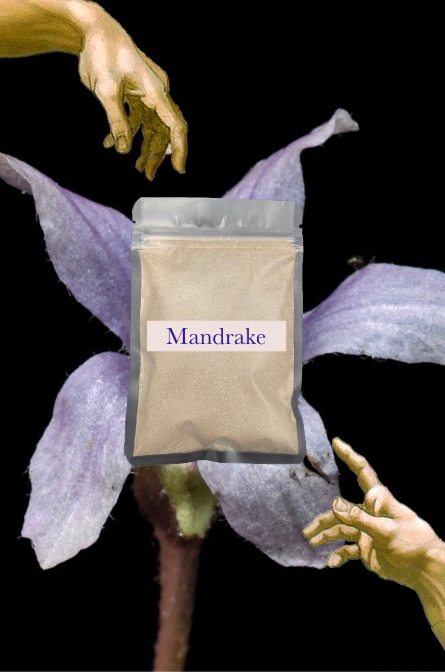 💜Mandrake曼德拉草