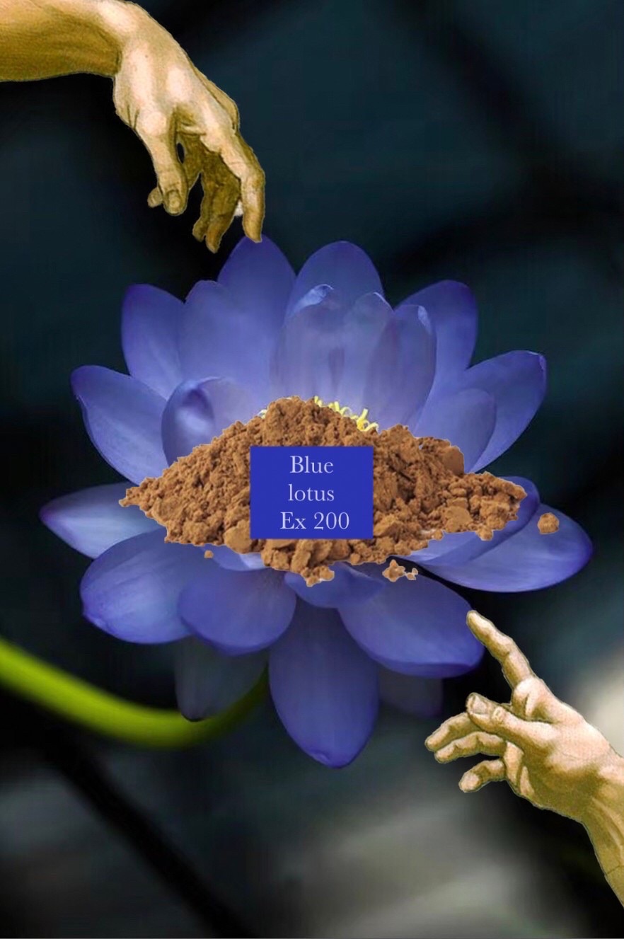 🦋藍蓮花200倍濃縮