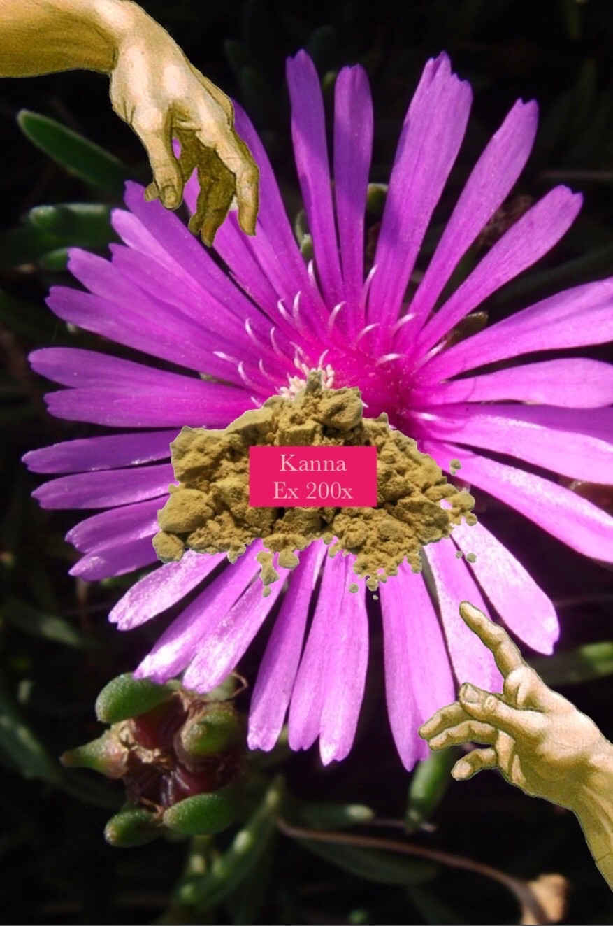 🌸Kanna 200倍濃縮