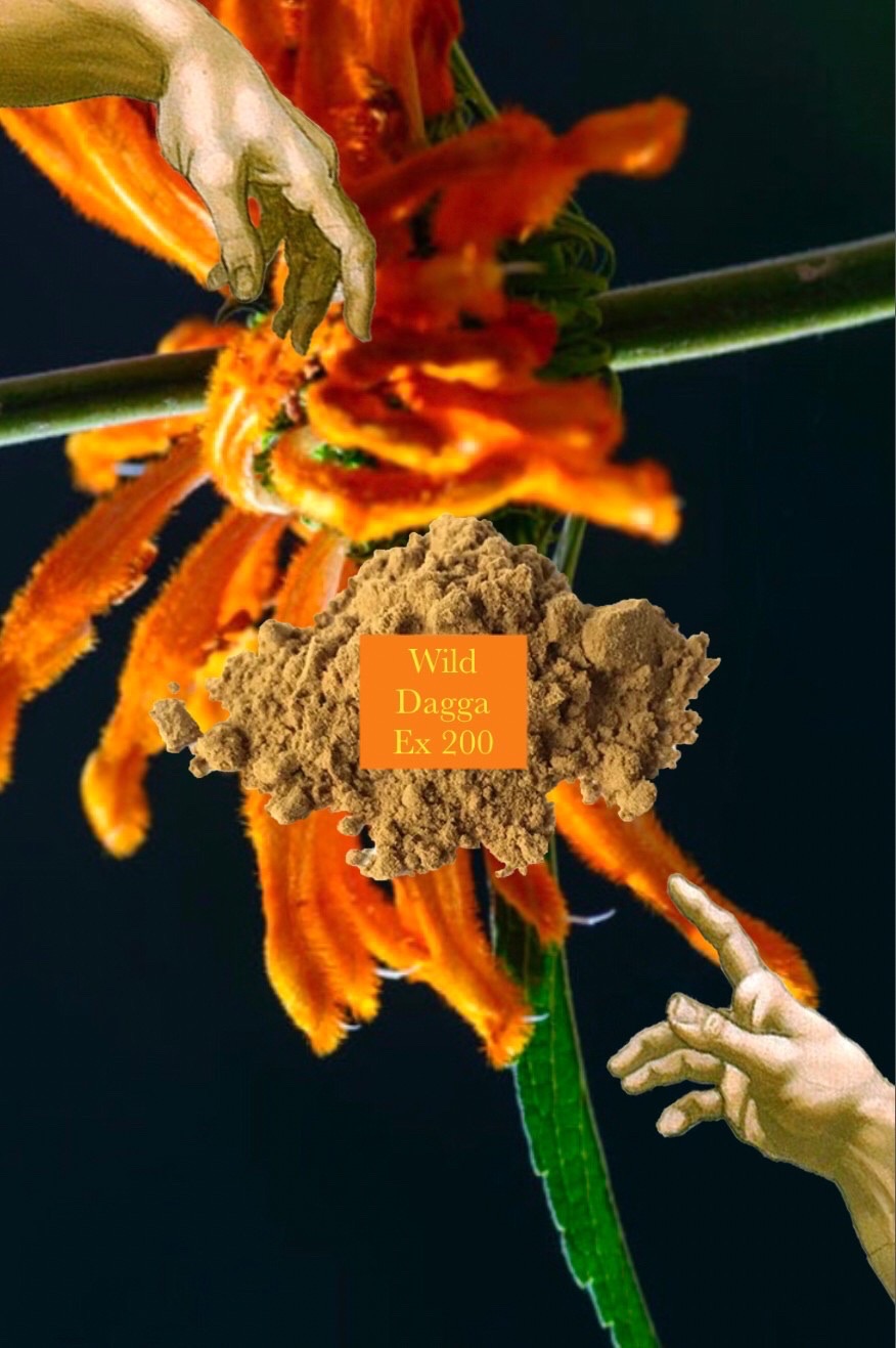 🦁️獅尾花 200倍濃縮