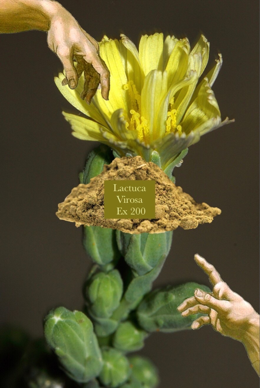 🥬毒萵苣200倍濃縮