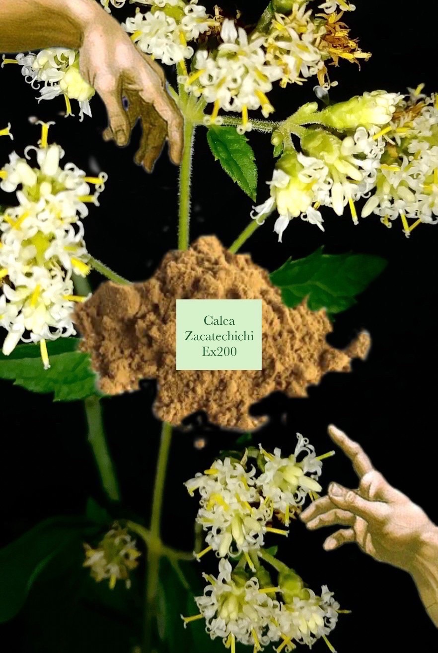 🌠 Calea zacatechichi 夢境草 百倍濃縮 甜夢草