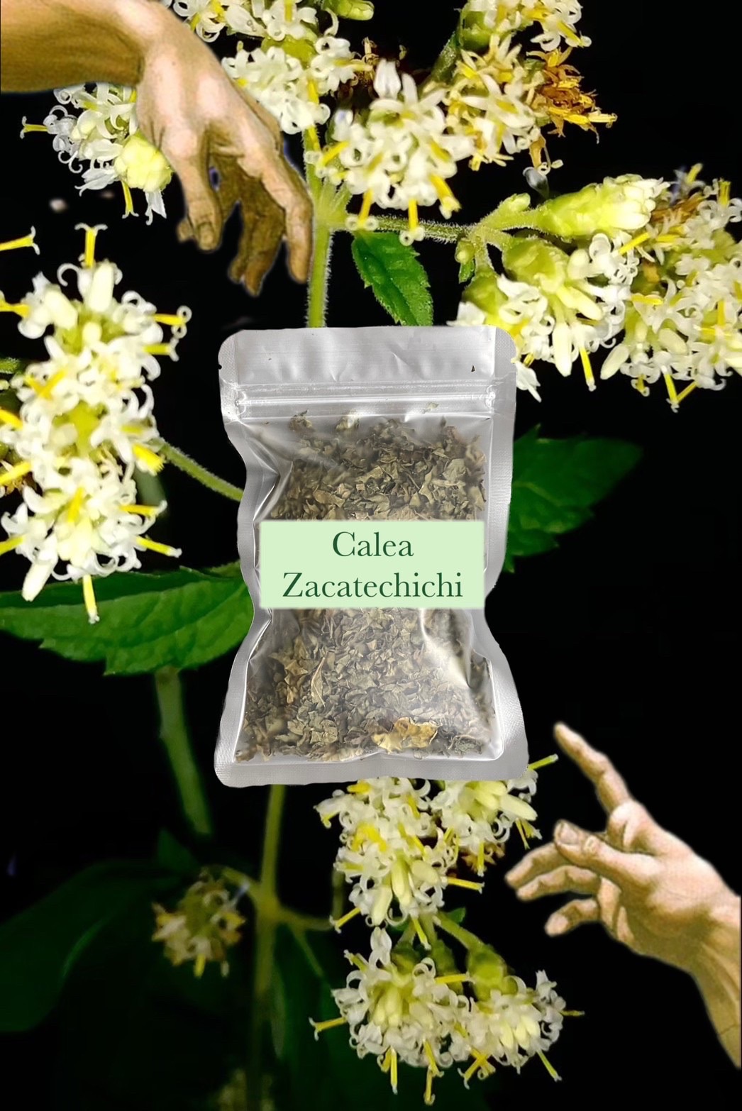 🌠 CALEA Z 墨西哥夢草 20g  甜夢草