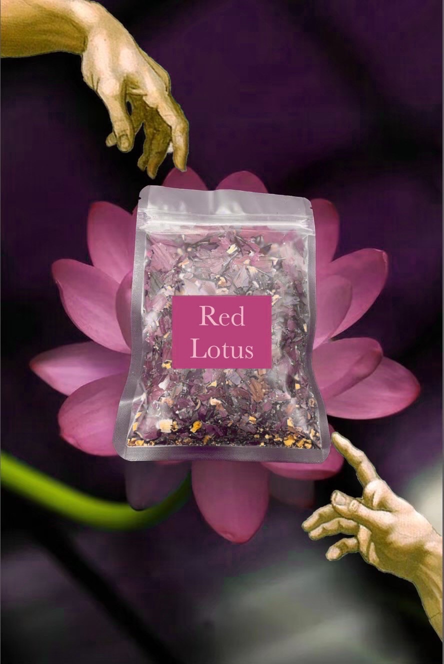 🌺 Red  lotus 埃及紅睡蓮 紅蓮花 10g