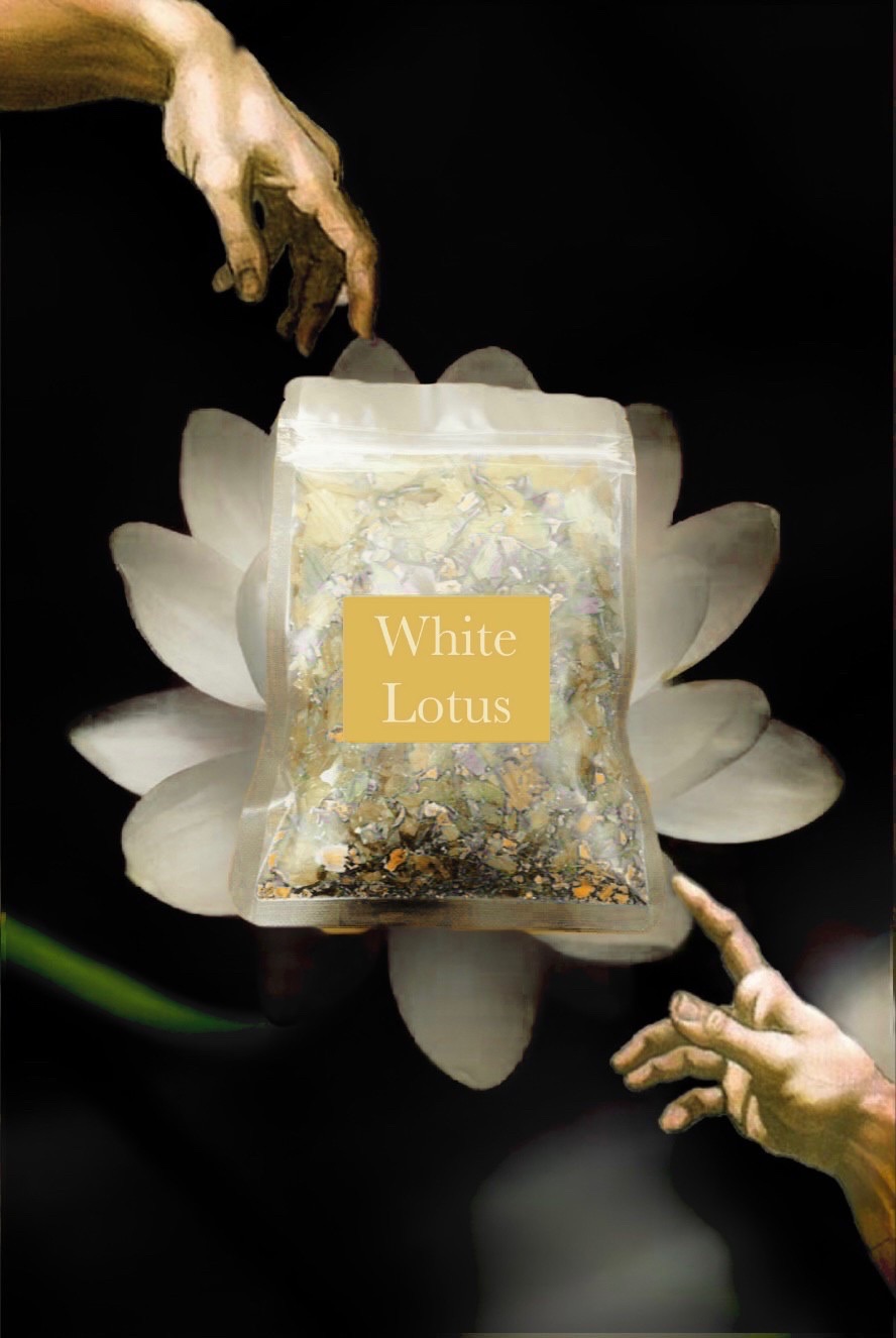 🦢 White lotus 埃及白睡蓮 白蓮花 10g