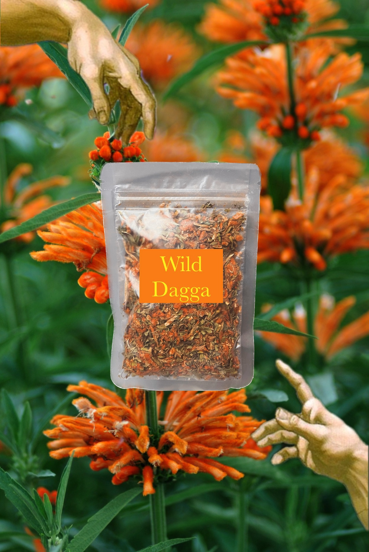 🦁️Dagga獅尾花 非洲 獅耳花 多規格