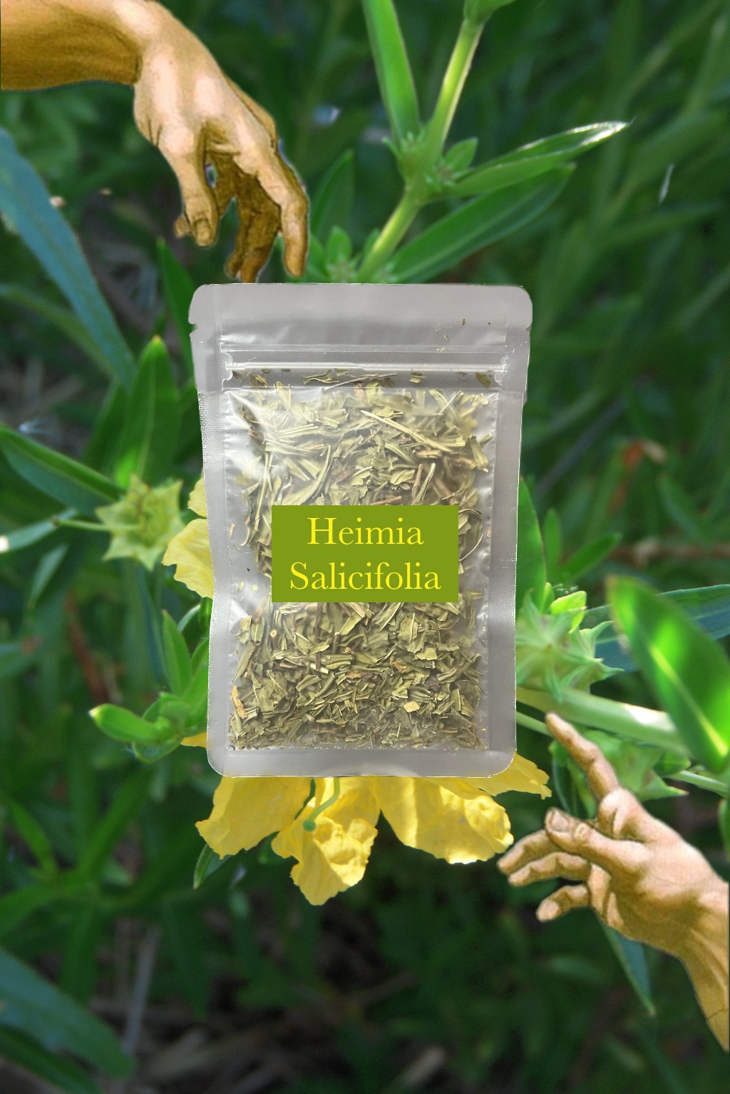 🌼 Sinicuichi 柳葉黃薇 10g Heimia Salicifolia 一般/濃縮