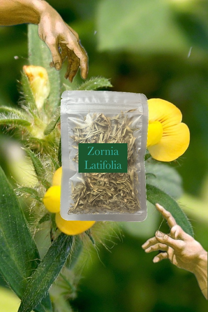 🧩闊葉丁葵薩滿推薦