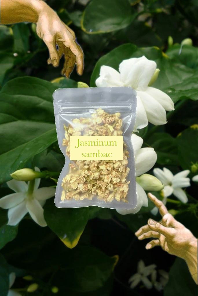 🌼 Jasminum台灣茉莉 （特級茉莉）20g Jasminum sambac herb