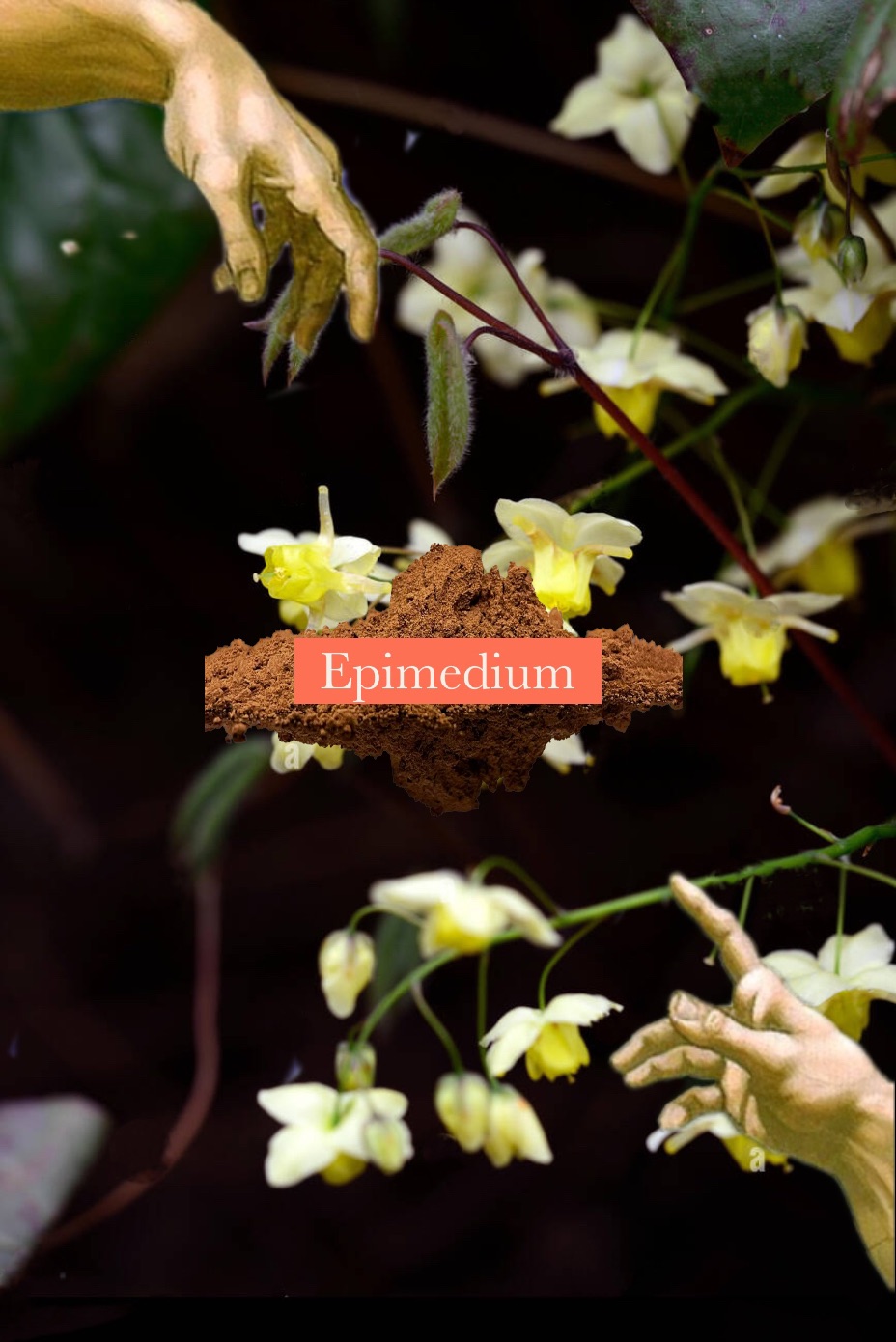 🐏Epimedium 淫羊藿 南美洲