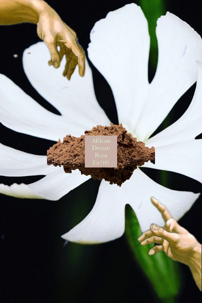 🌃 African dream root （Silene capensis） 非洲夢根草 百倍濃縮