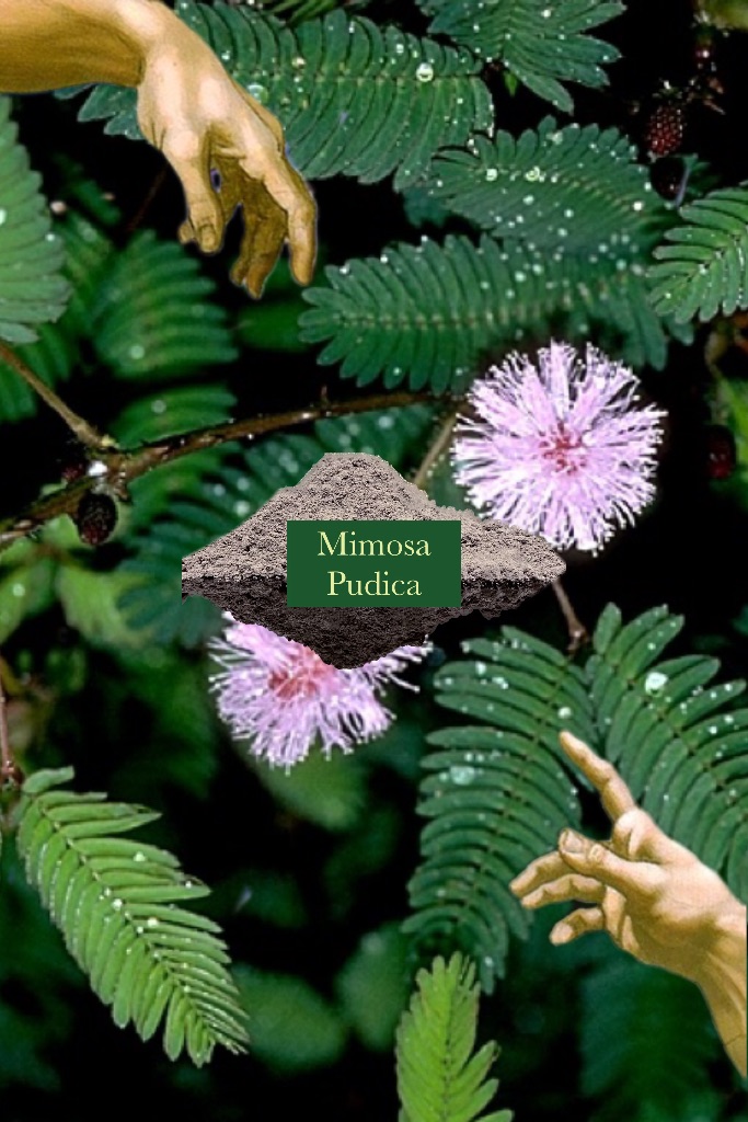 🌱含羞草 南美洲 一般/濃縮