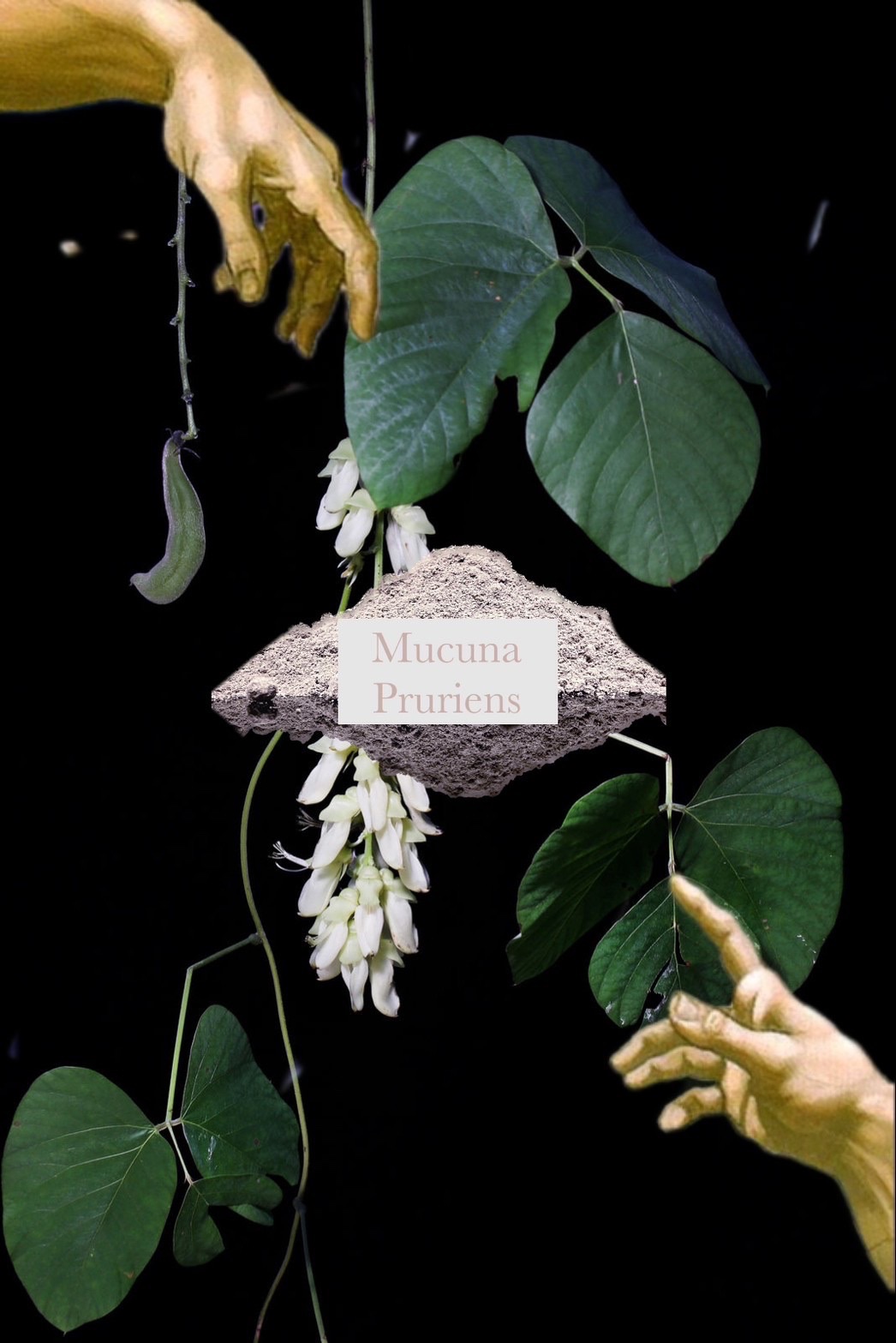 🫘Mucuna pruriens 刺毛豆 一般/濃縮 南美洲