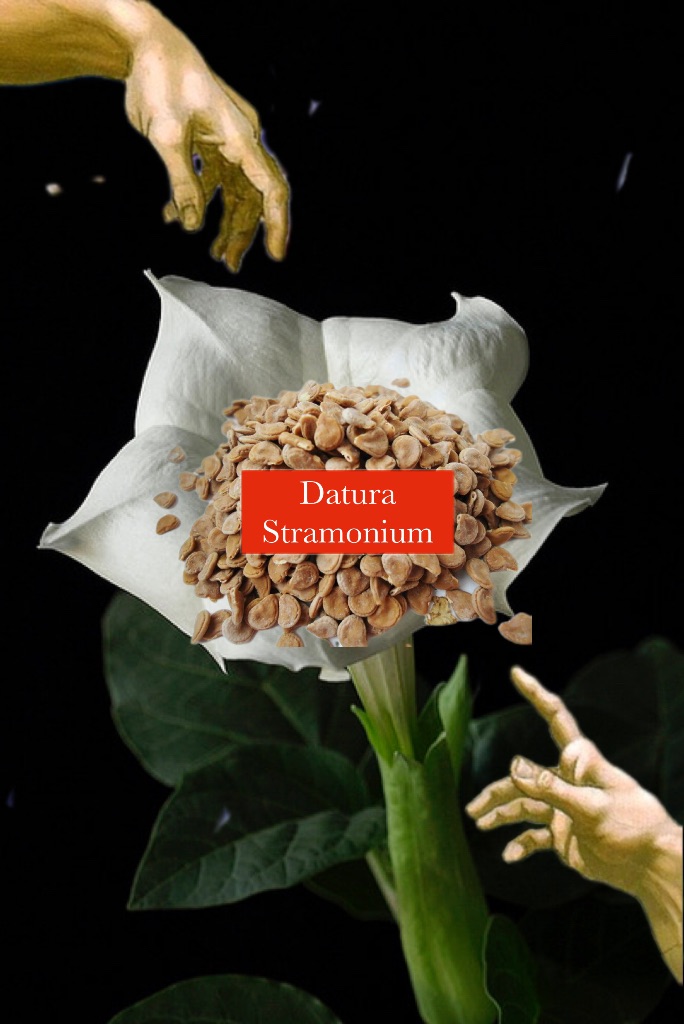 💥 Datura stramonium 曼陀羅花
