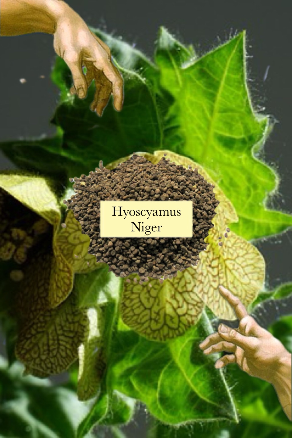 🌑 Hyoscyamus niger白莨菪 白天仙子