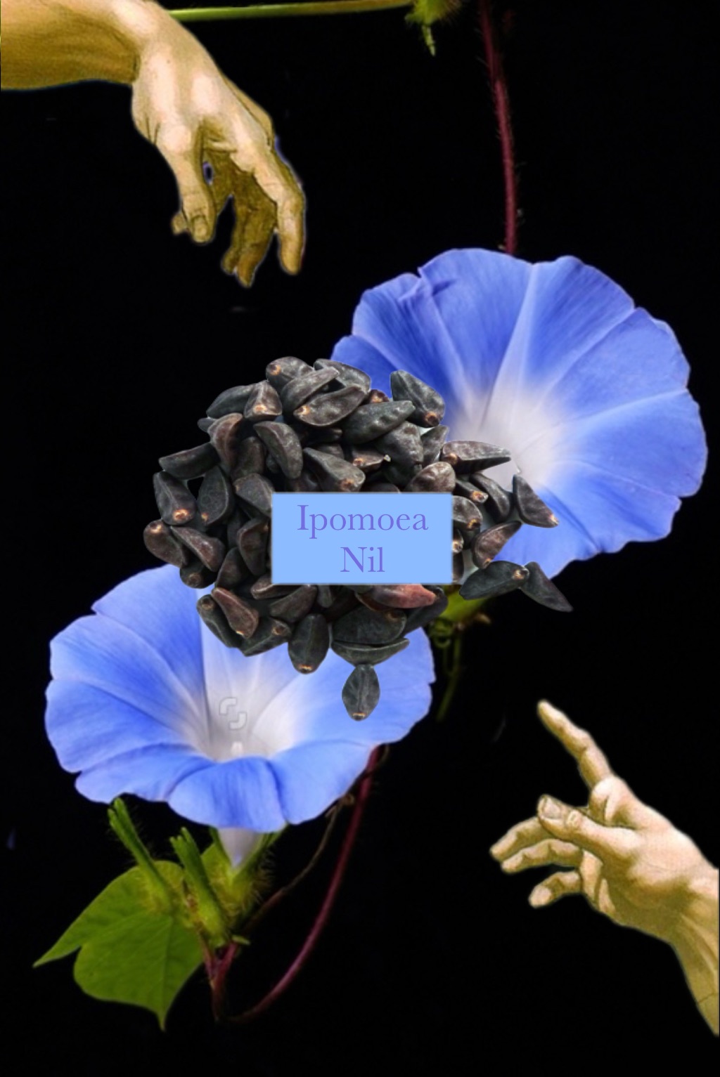 💧 Ipomoea  牽牛花朝顏