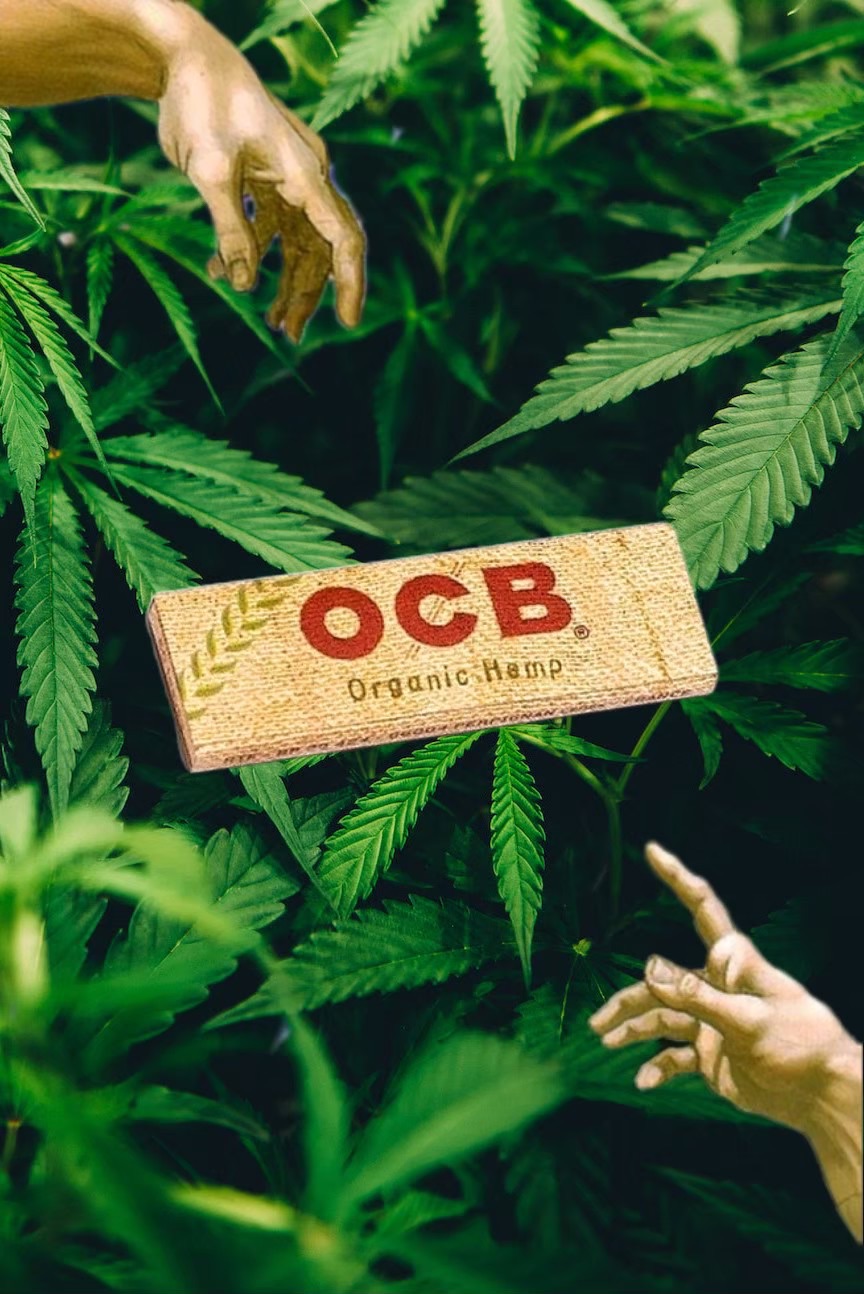 OCB 🌪️ 法國進口 手捲 未漂白有機 一包50入