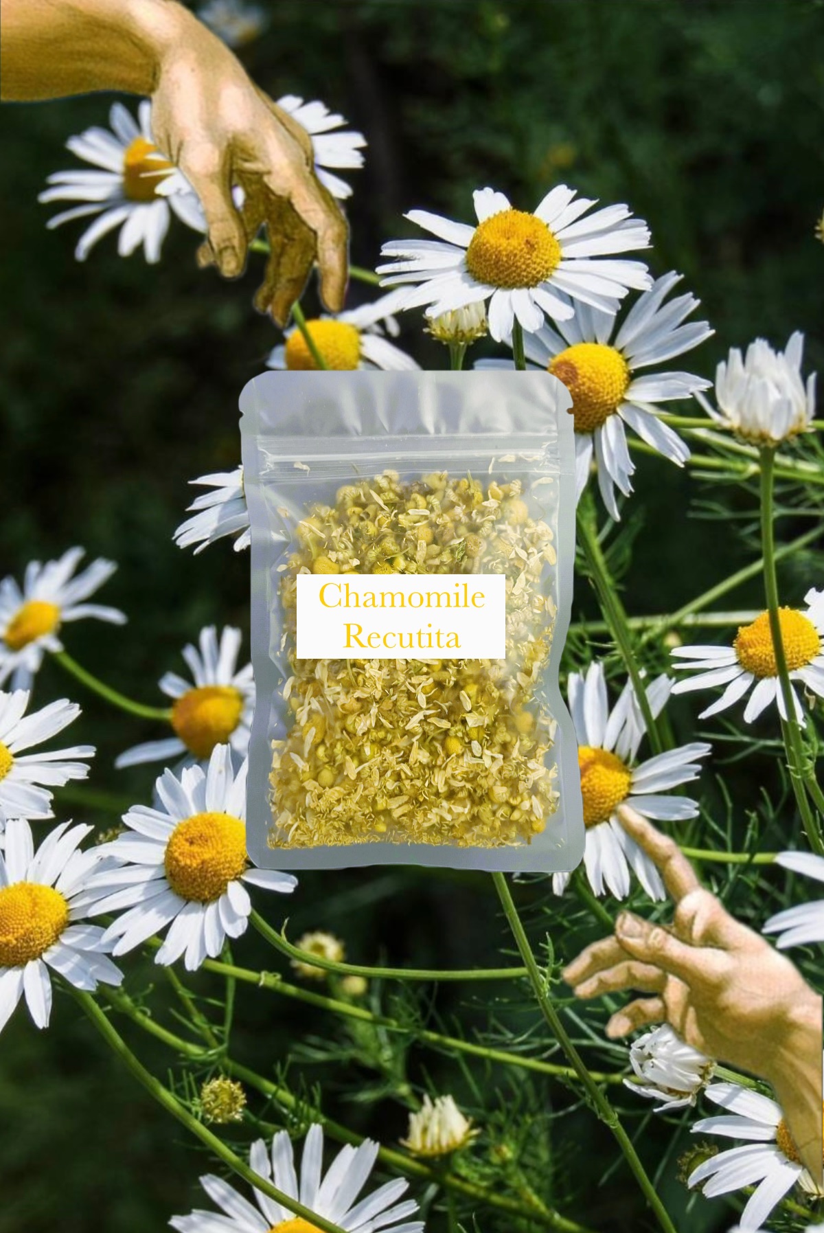 🌼 Chamomile Recutita 德國洋甘菊 香氣 治癒 多用