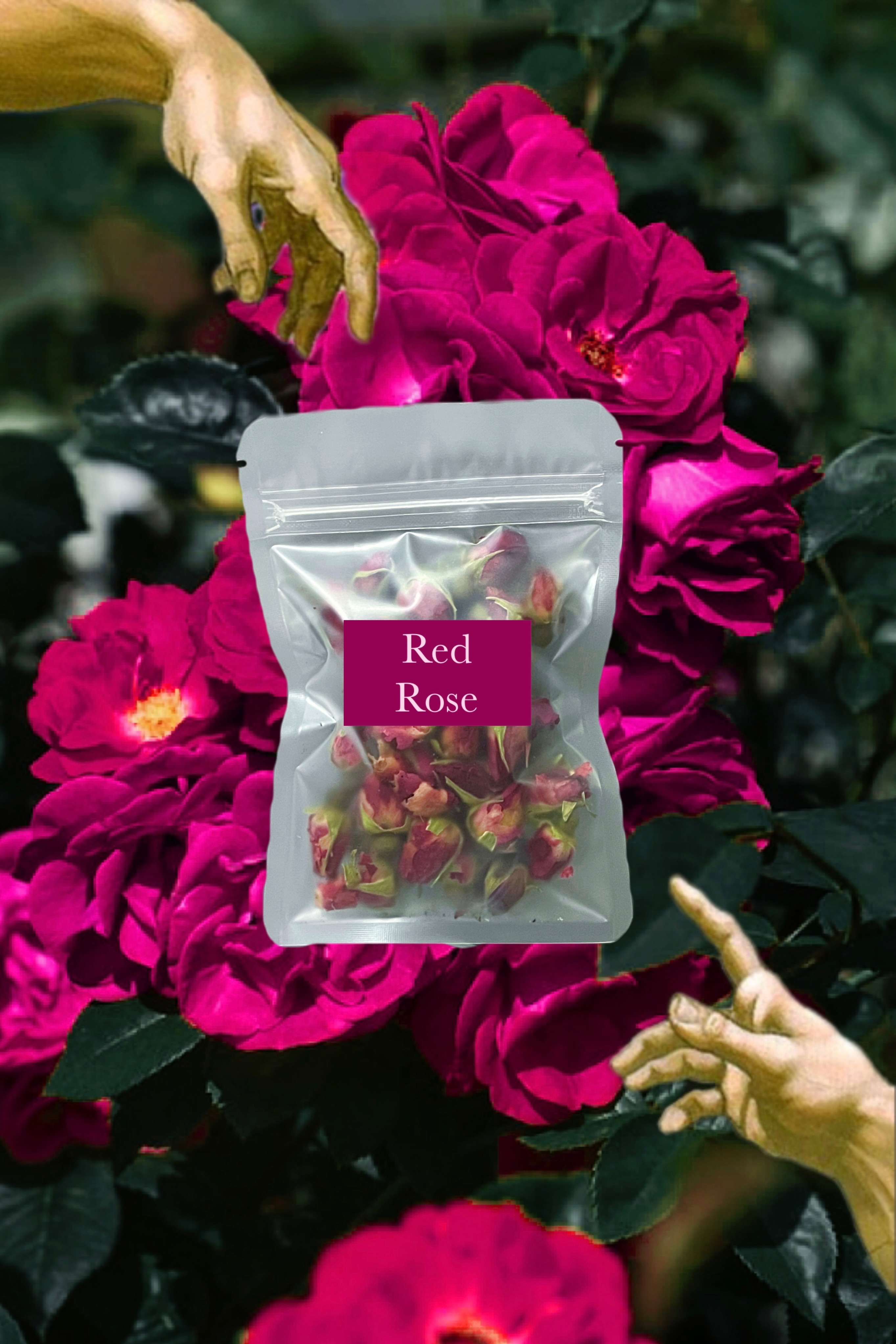 ❤️Red Rose 紅玫瑰