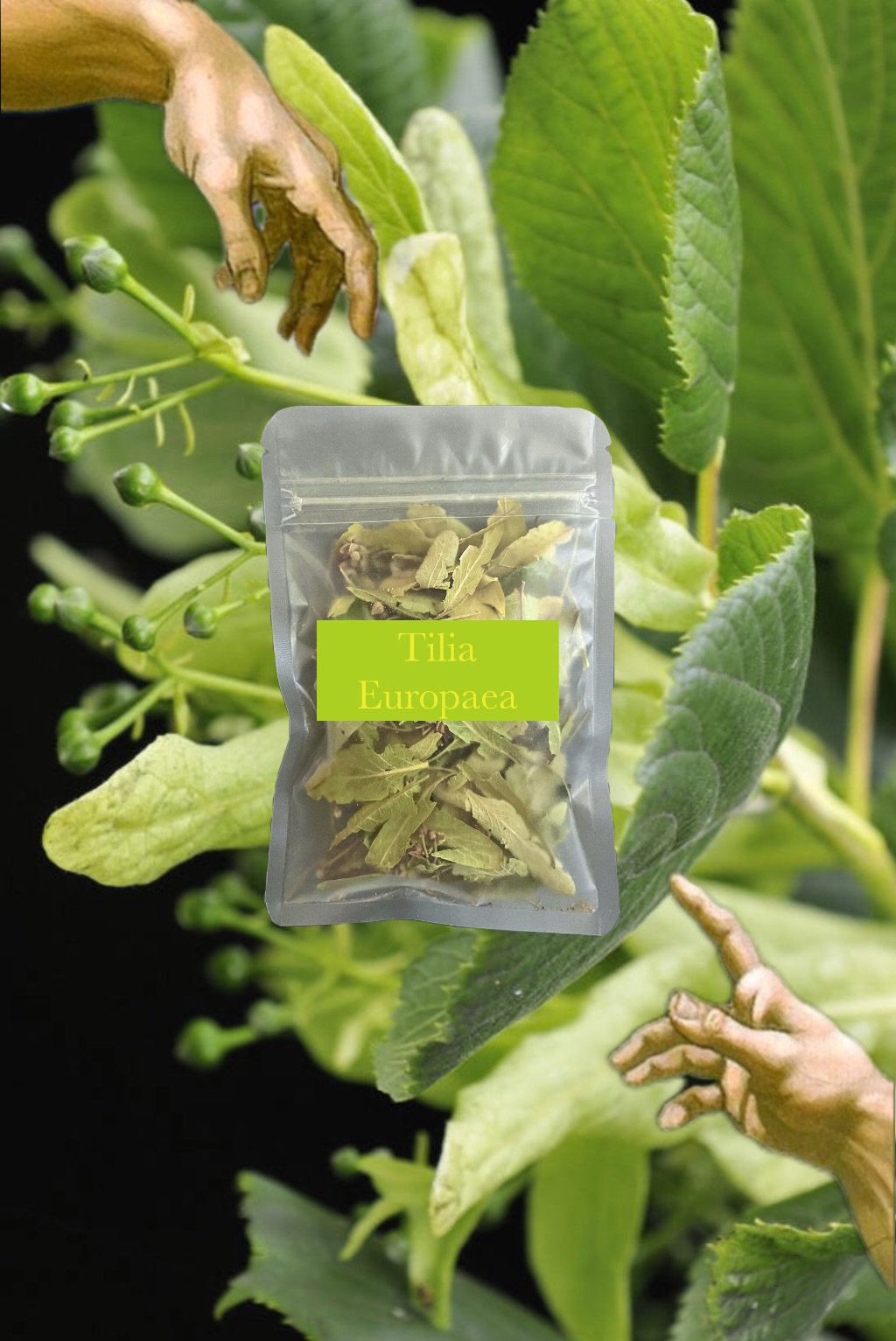 🌳 Europaca 菩提葉 聖樹