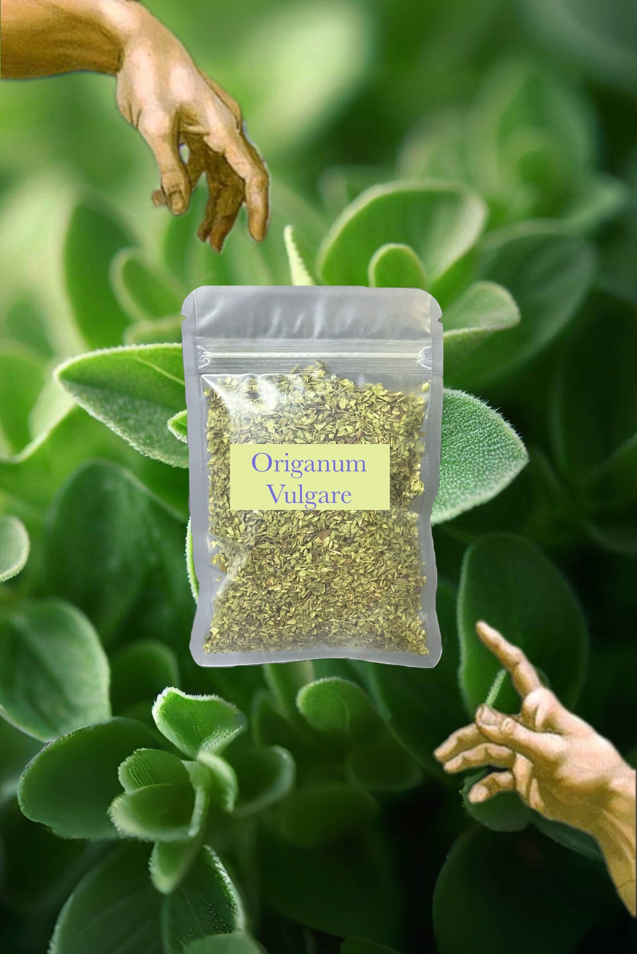 🐮 Origanum Vulgare 奧勒岡 牛至 披薩草