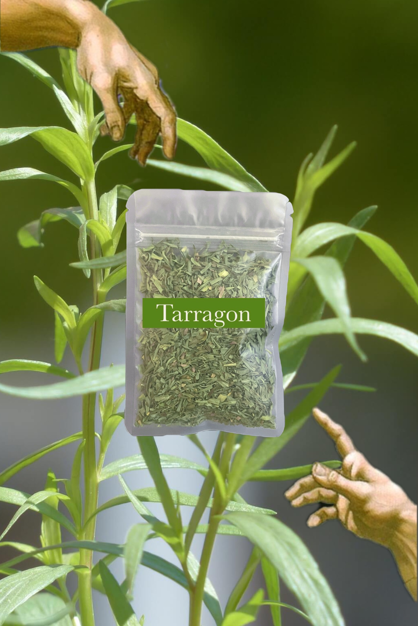 🇫🇷Tarragon 法國龍蒿 苦艾