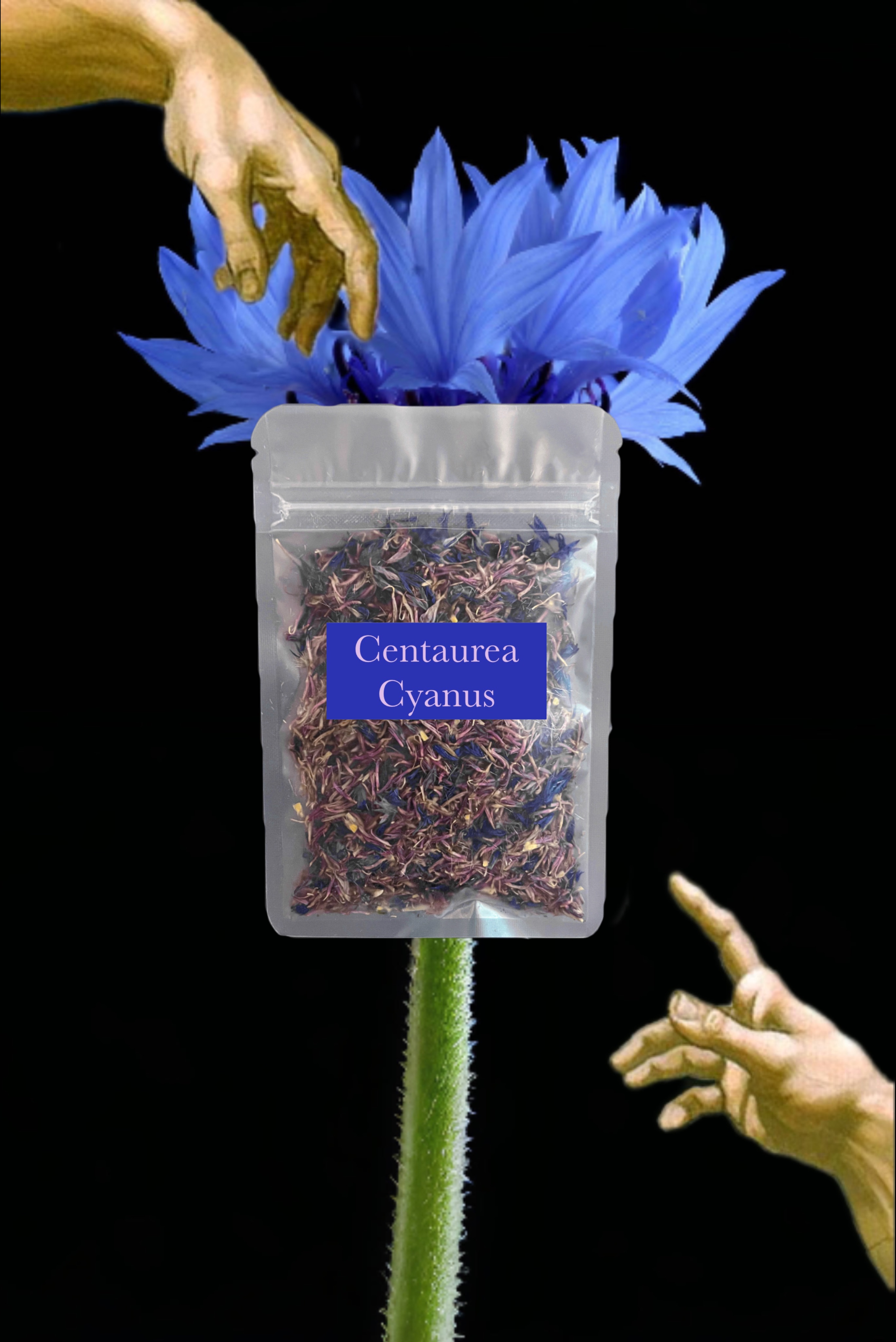 💙Centaurea Cyanus 矢車菊 安神 眼睛保護神