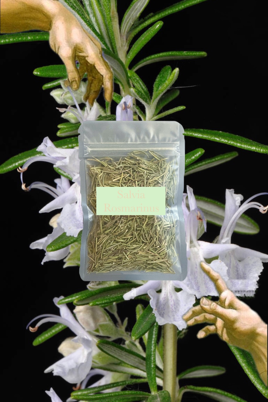 💚Salvia Rosmarinus 迷迭香 香料 佐料