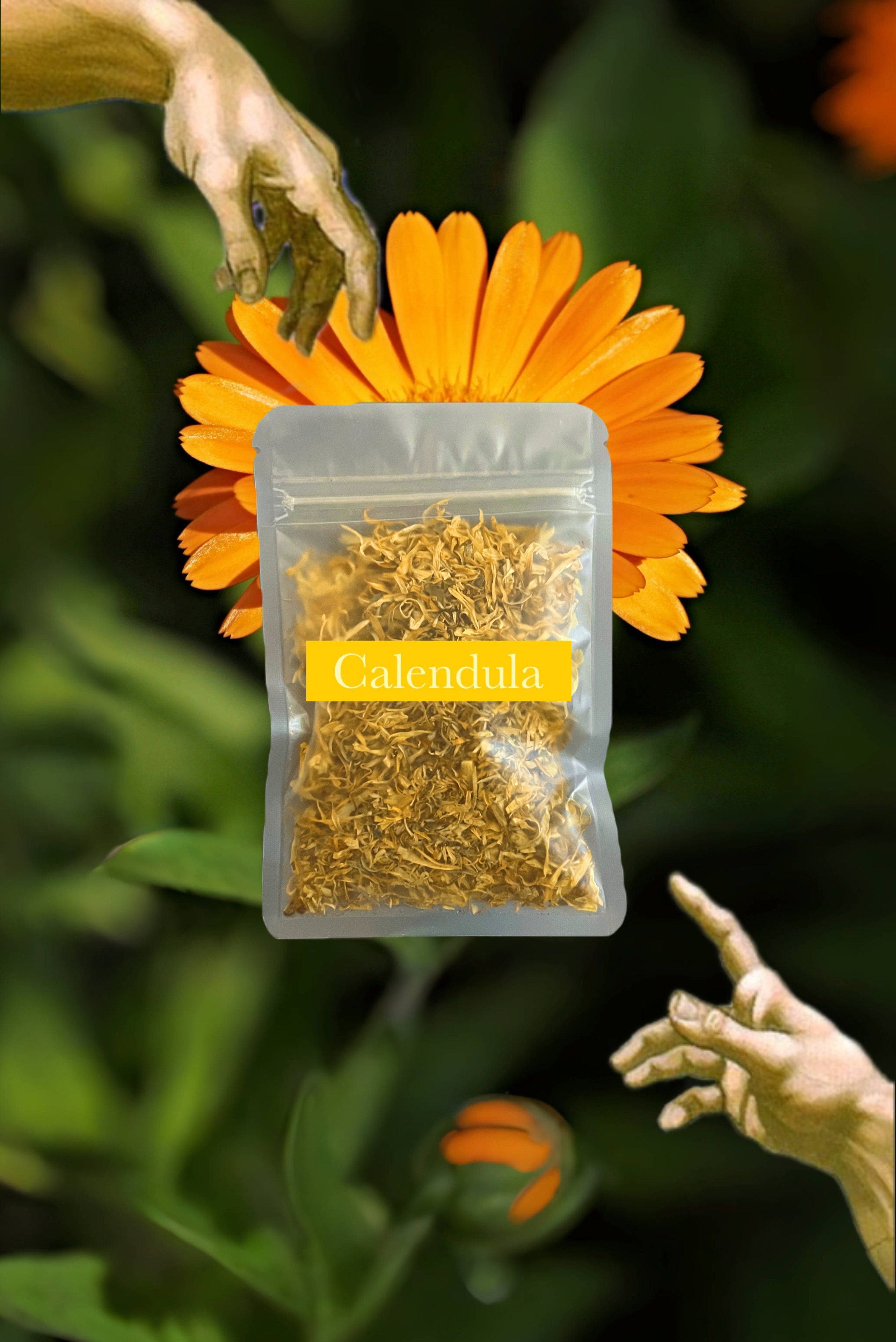 💛Calendula 金盞花 治癒 保護