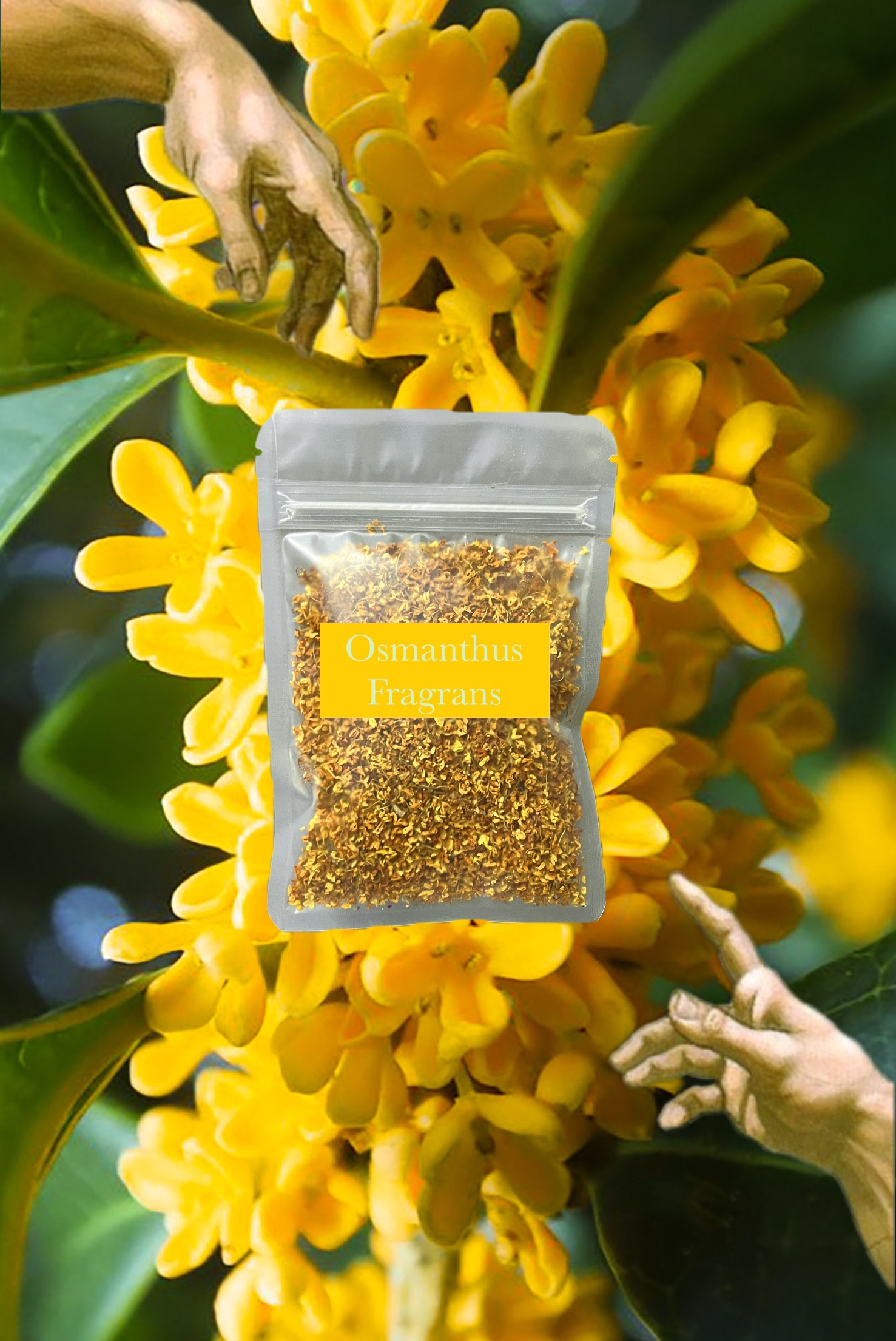 🐝 Osmanthus Fragrans 黃金桂花 香醇甜蜜美麗