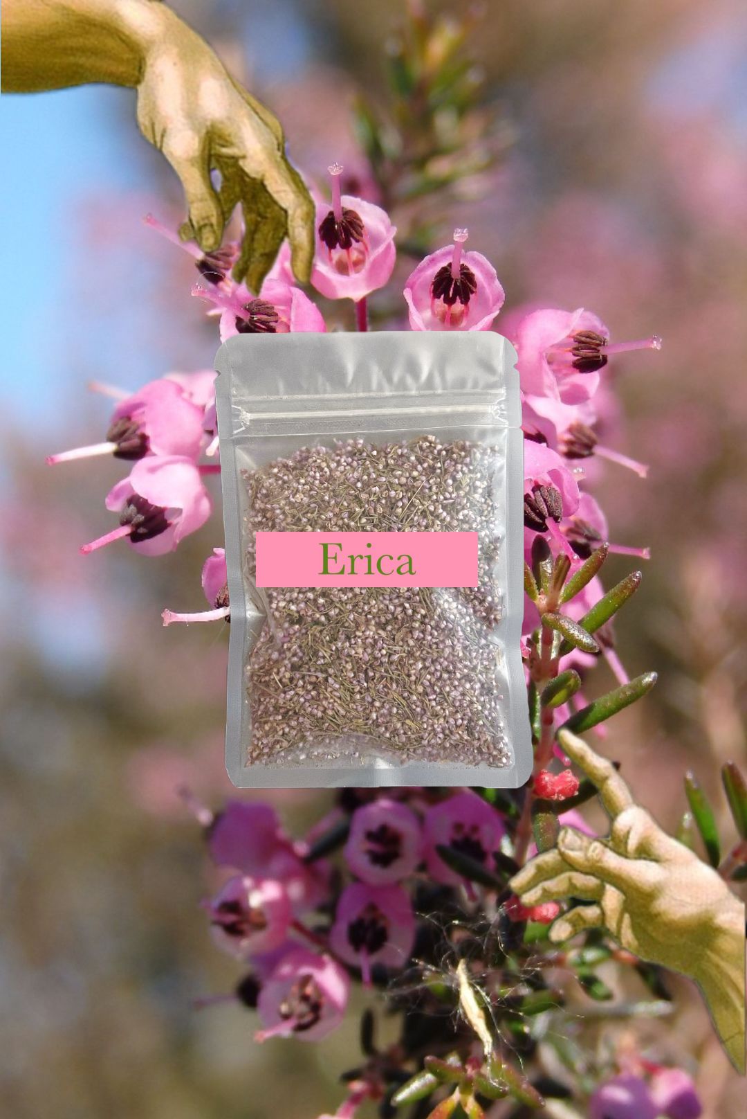 👛 Erica 歐石楠 守護