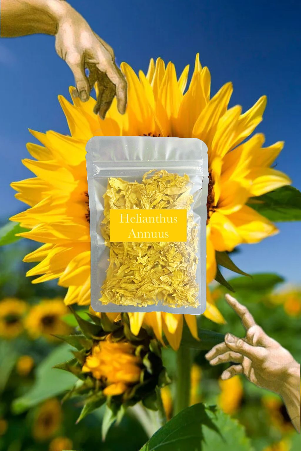 🌻 向日葵 花品