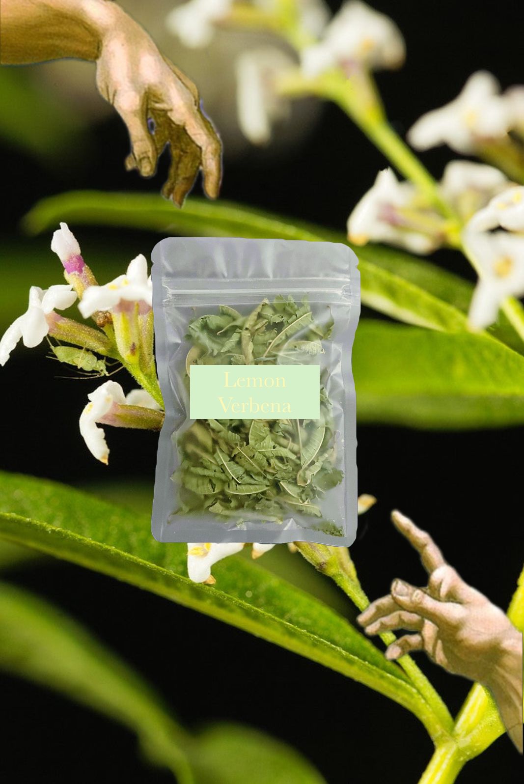 🍋 Lemon Verbena 檸檬馬鞭 香氣十足