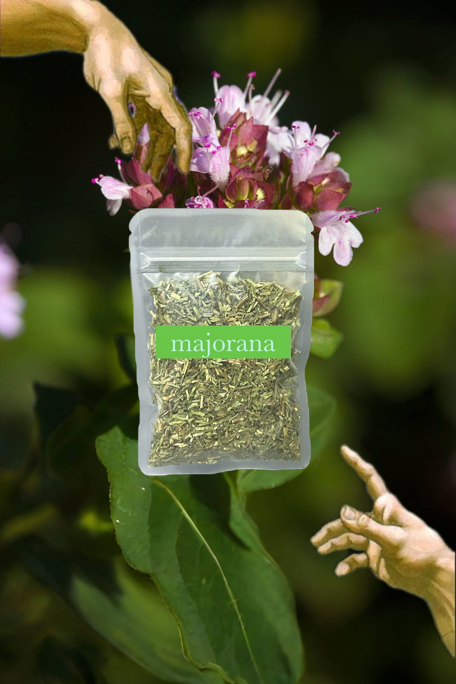 🩶Marjoram Leaf 野馬鬱蘭葉 香料 香氣 佐料