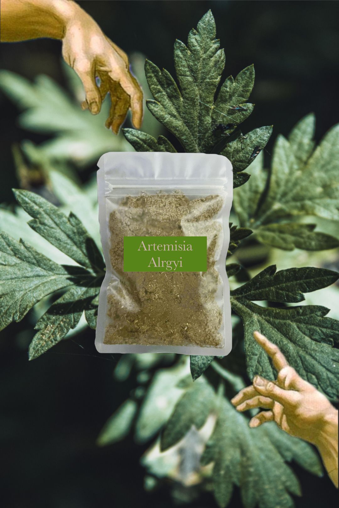 🟢 Artemisia argyi 艾草 艾灸 艾絨 頂級過篩艾絨