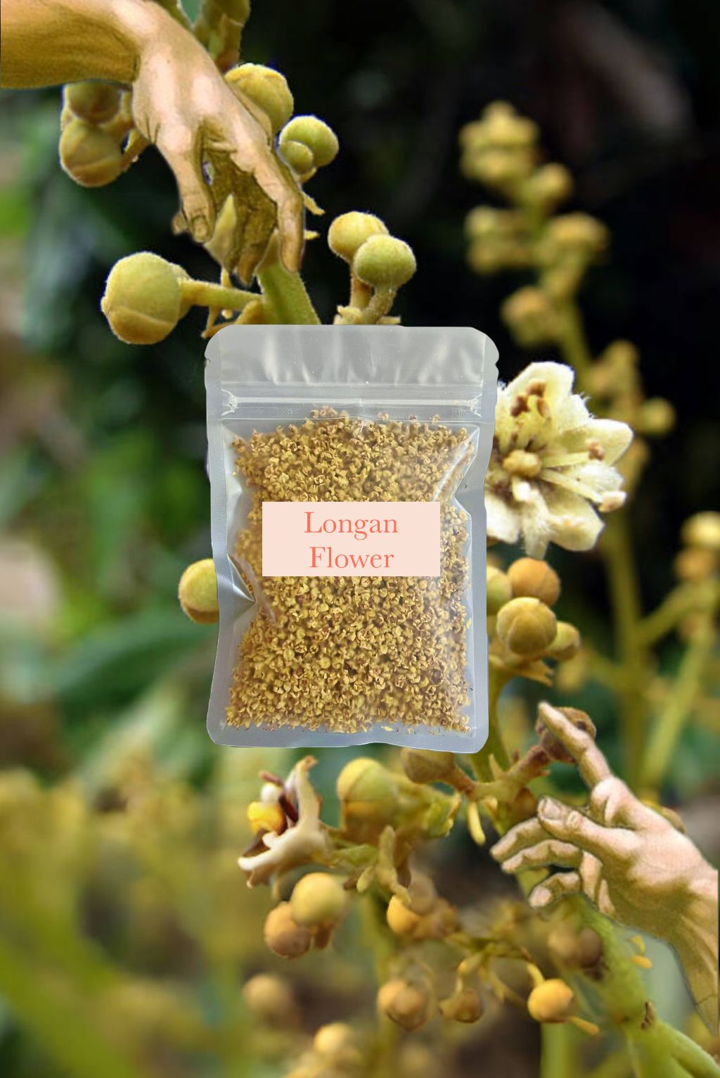 🧡 Longan Flower 龍眼花