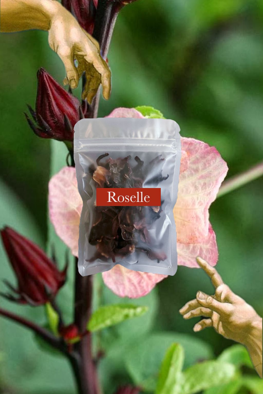 🥀 Roselle 洛神花 紅潤好氣色