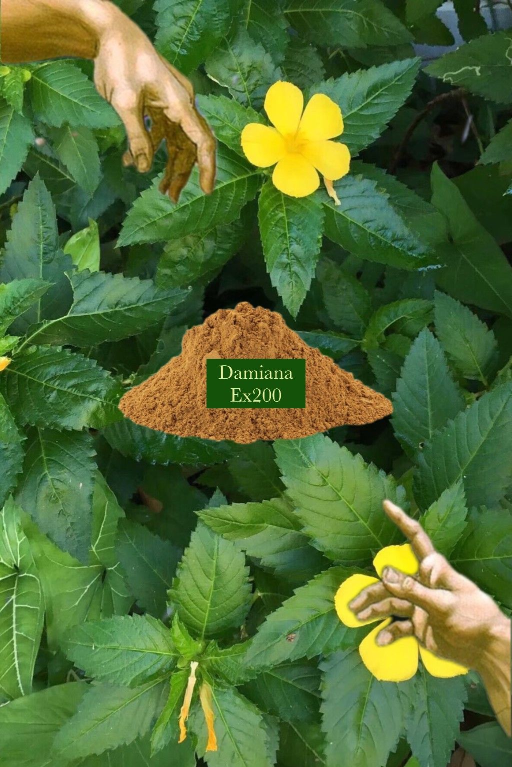 💚透納/達米阿那（Damiana）百倍濃縮