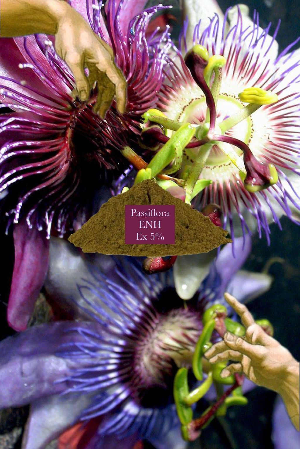 🧘🏻Passifloa  （Passiflora edulis）西番蓮 特殊濃縮