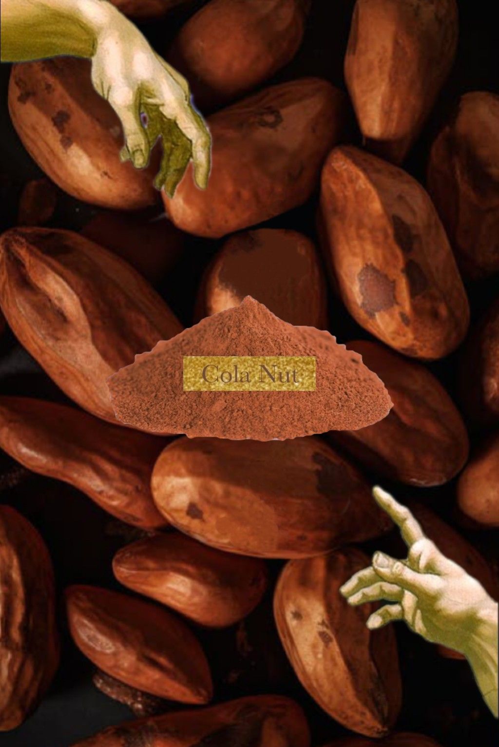 🥜 可樂豆 Cola nut