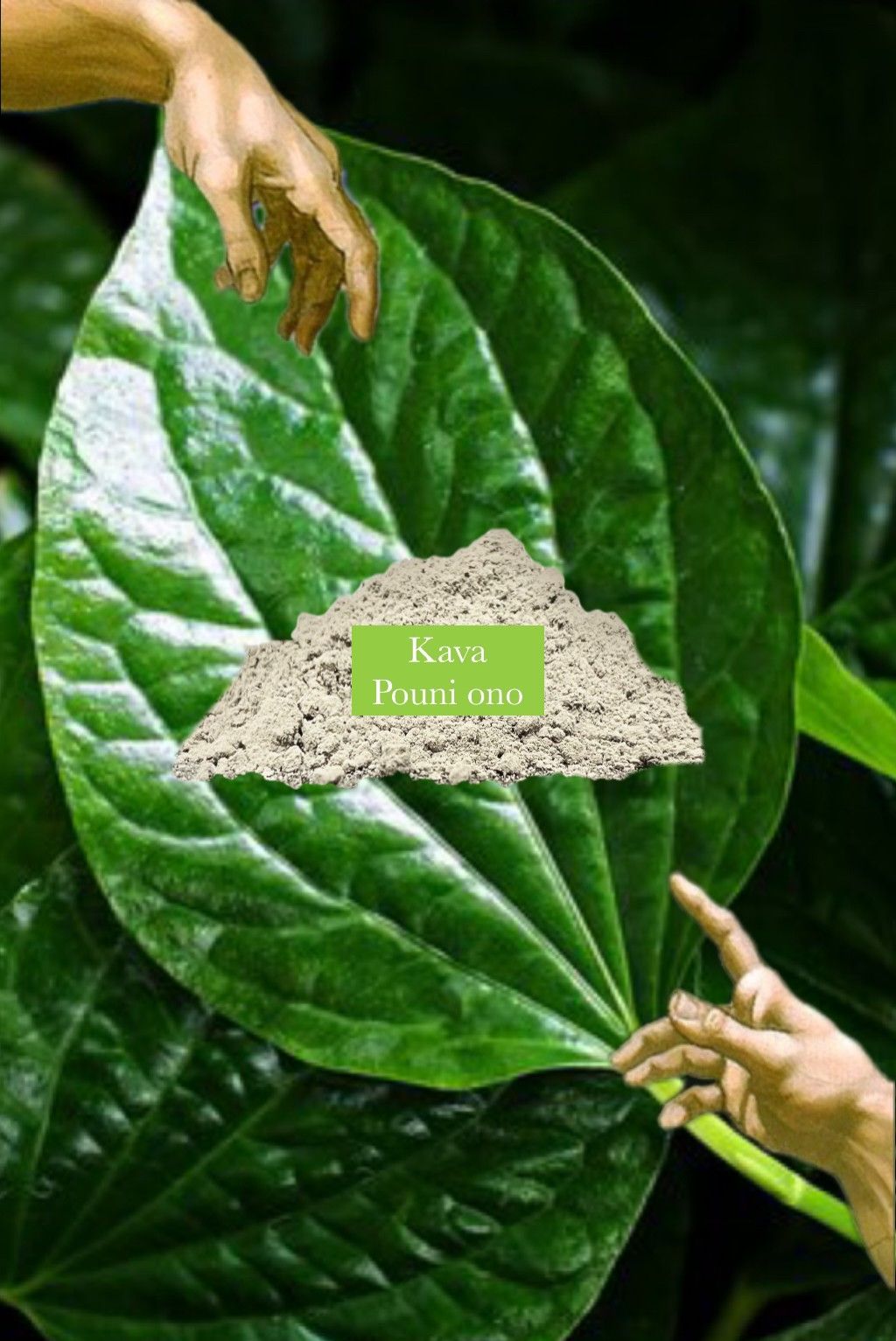 ❇️ 超細微卡瓦 Pouni Ono Kava