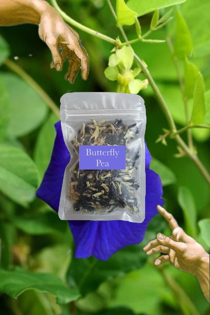 🦋 蝶豆花 Clitoria ternatea