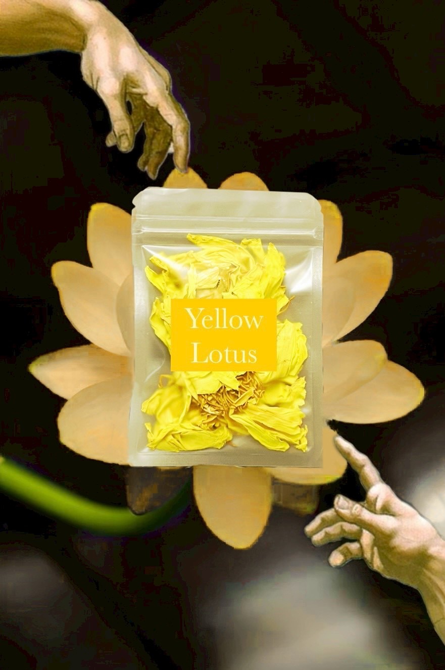 ☀️ Lotus 九品蓮 香水蓮 10g