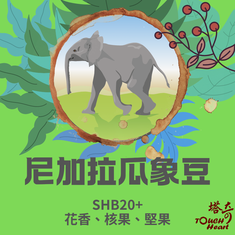 尼加拉瓜巨型象豆