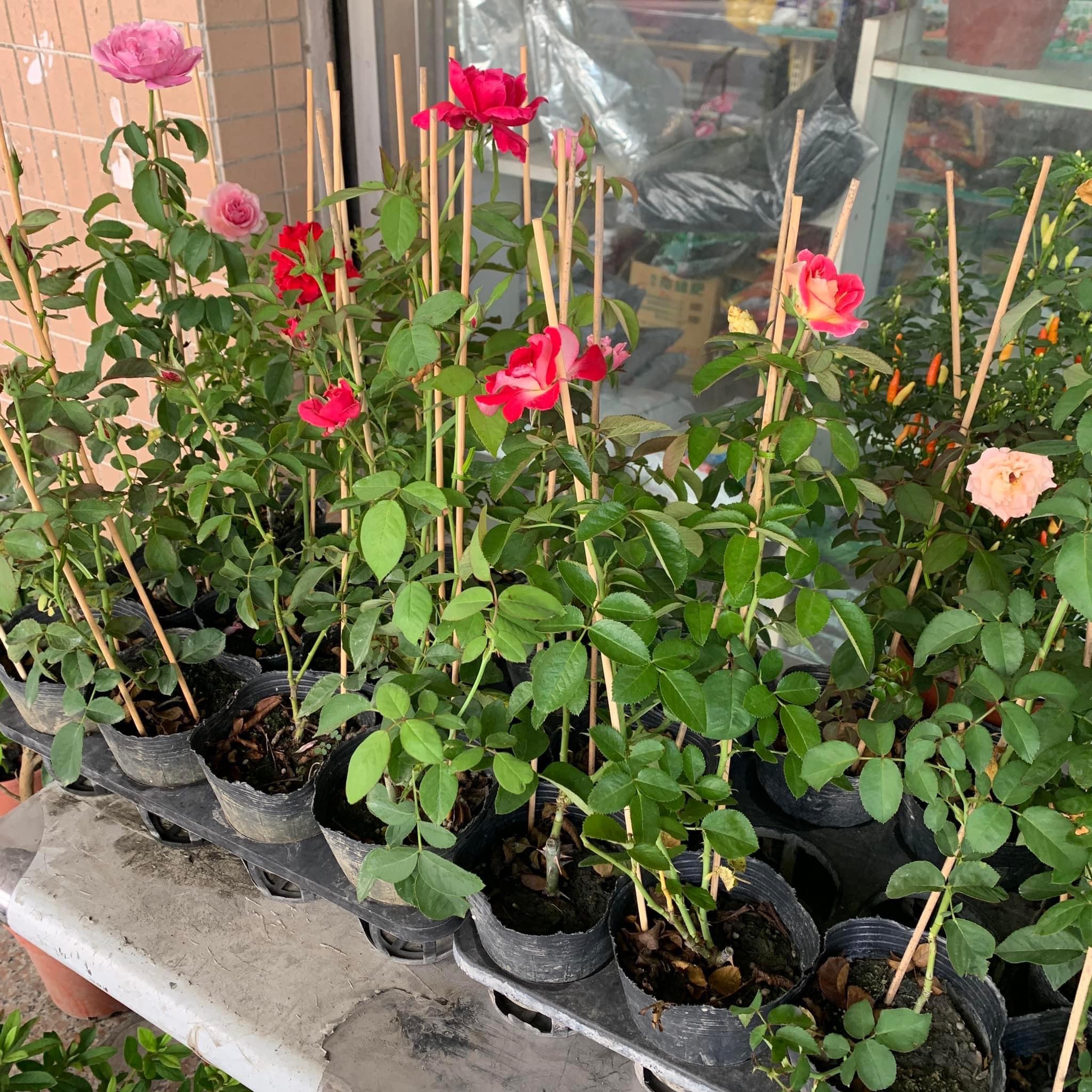玫瑰花苗