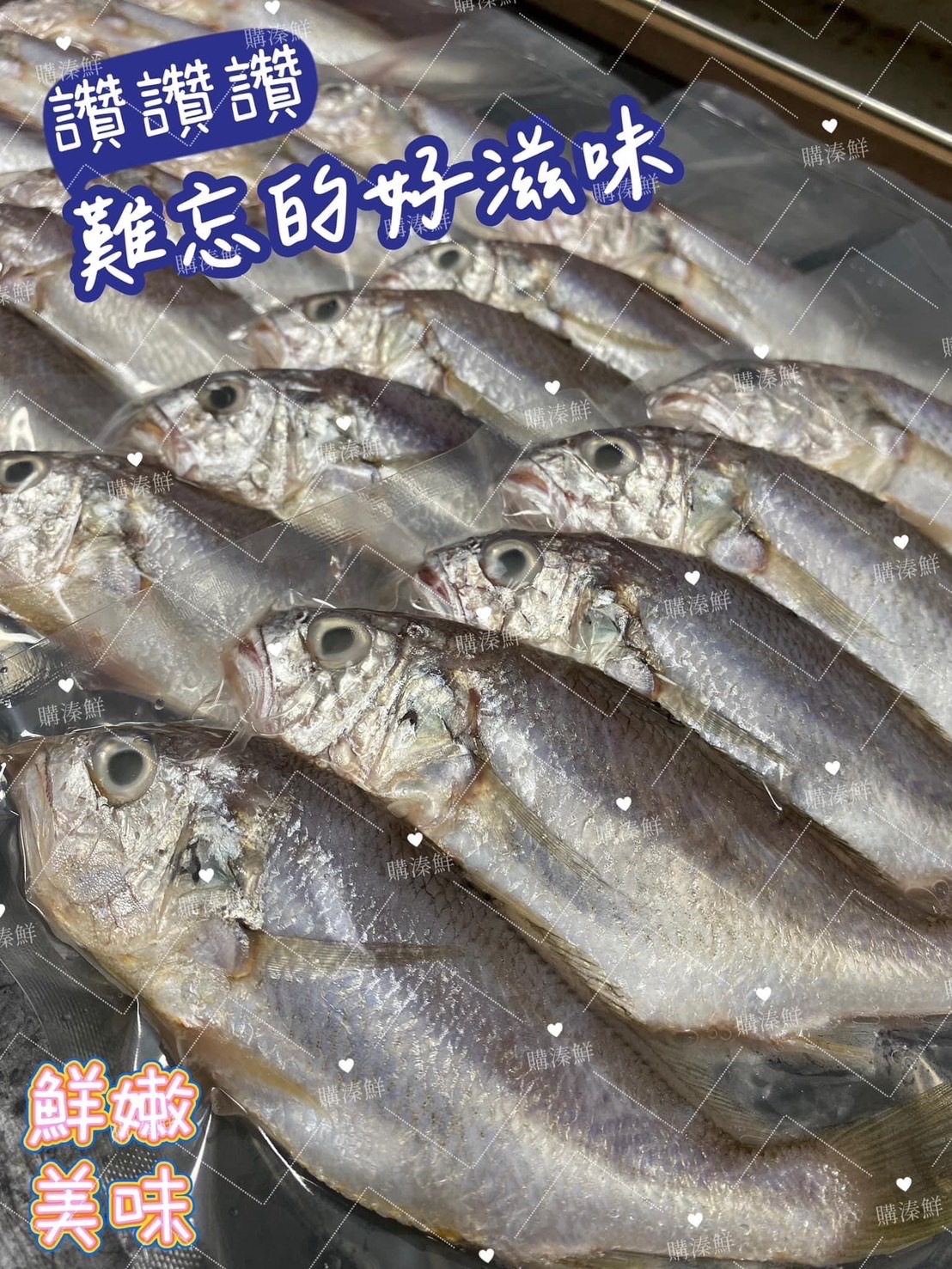 【現撈帕頭仔🐟🐟 】