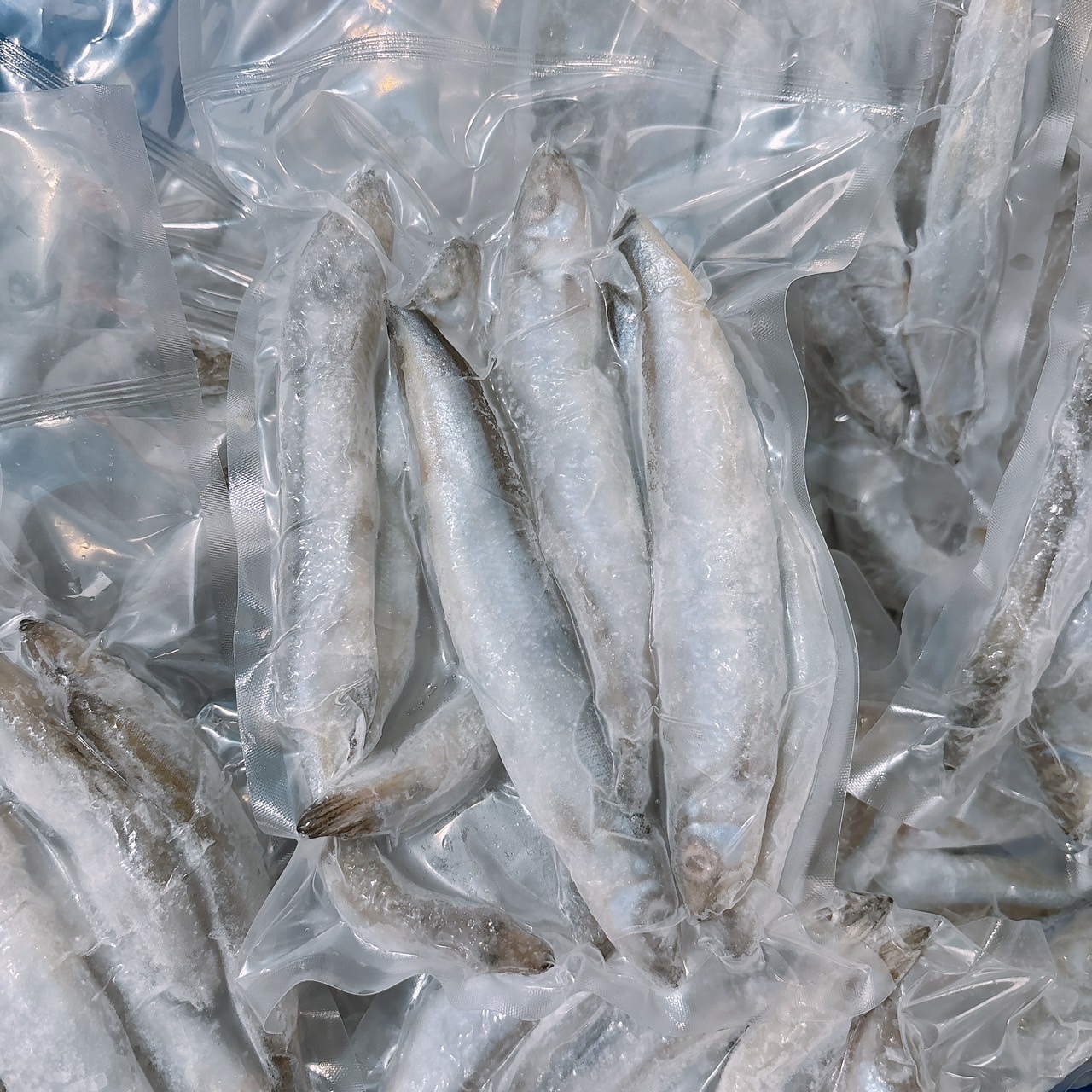 柳葉魚
