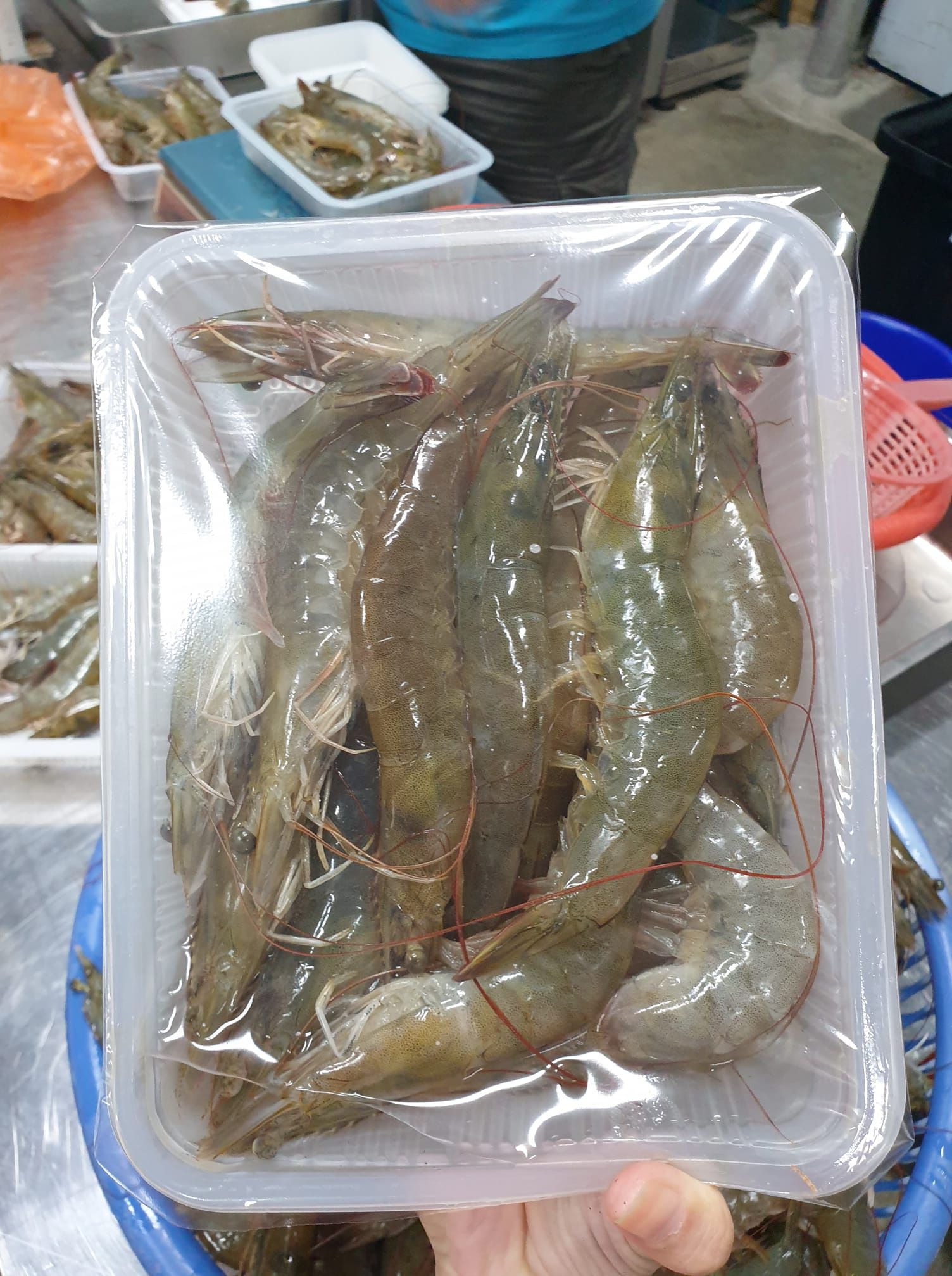 鱸魚池養殖大白蝦