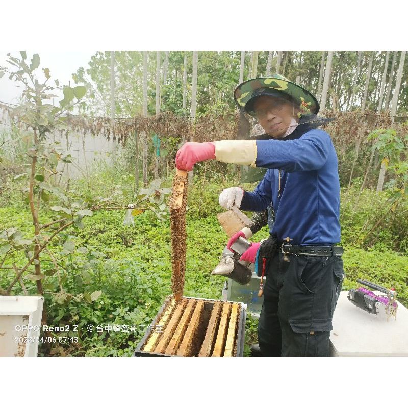 #蜂蜜哥【114年4月採收特級土龍眼蜜】粉殼未改良老叢肉薄大核土龍眼花蜜（占約80%） 煙燻龍眼乾香氣濃郁 南投南港蜂場
